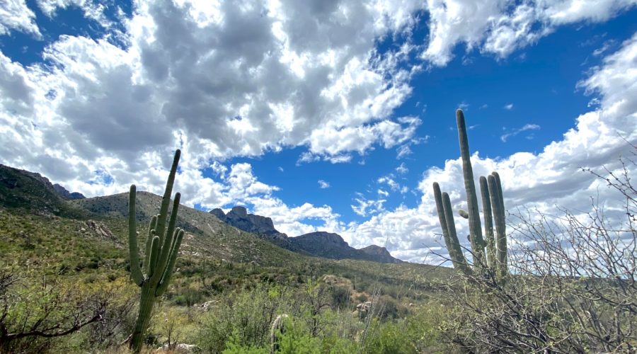 Cacti at Catalina State Park, one of the great fall hikes in Arizona