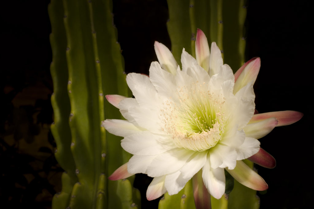 Night blooming Cereus cactus Queen of the Night