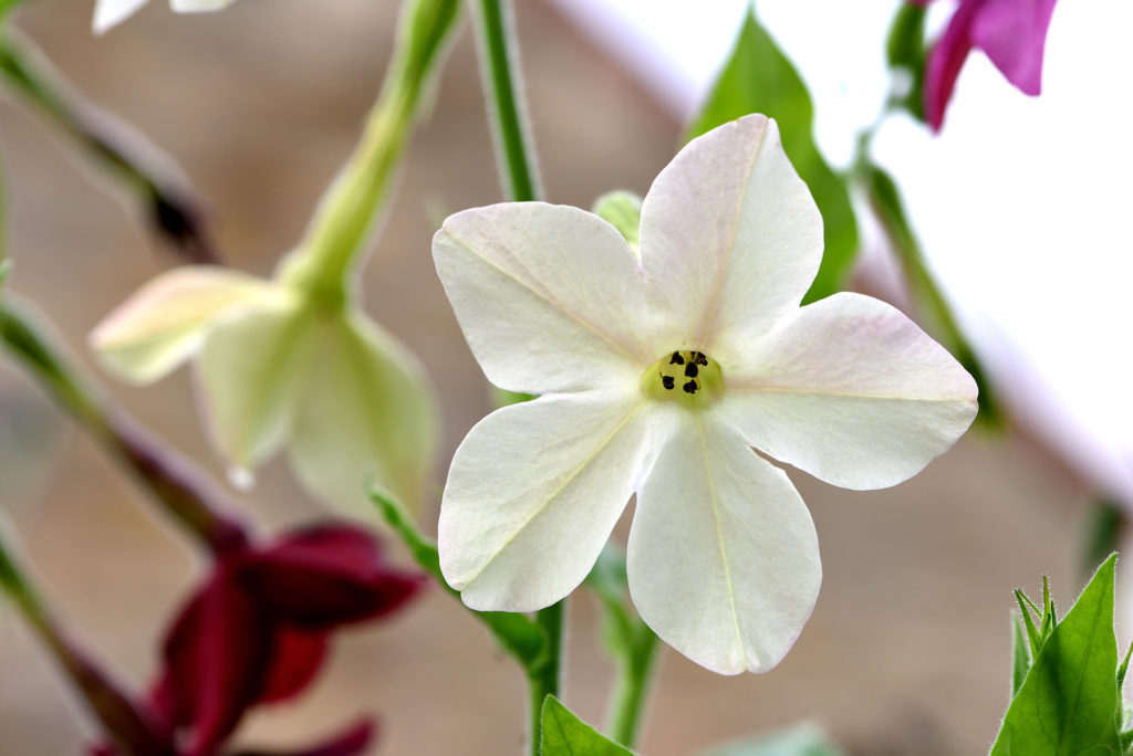 Close-up of flowering tobacco plant Nicotiana