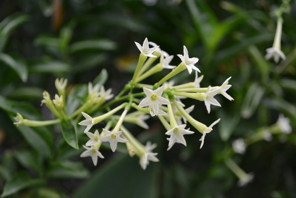 Close-up of the white flowers of night blooming jasmine