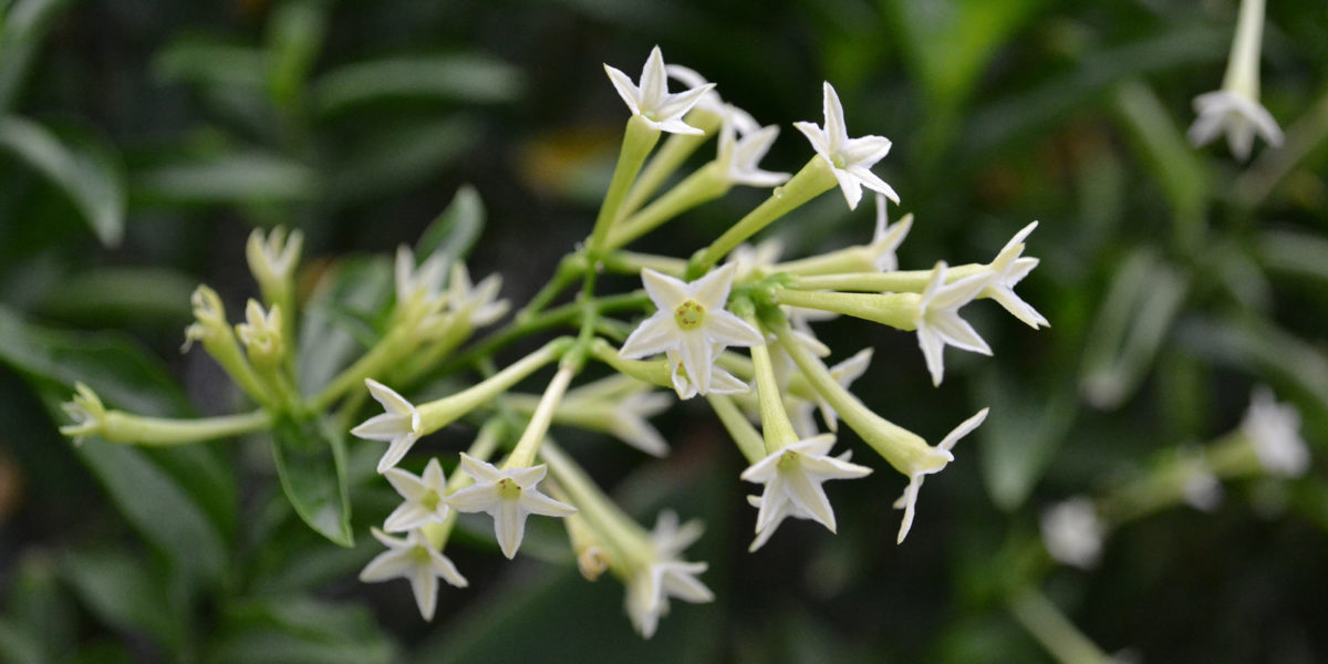 Close-up of the white flowers of night blooming jasmine