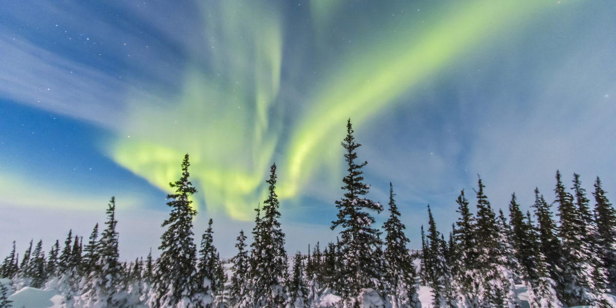 Aurora borealis over the trees in Churchill, Manitoba, Canada