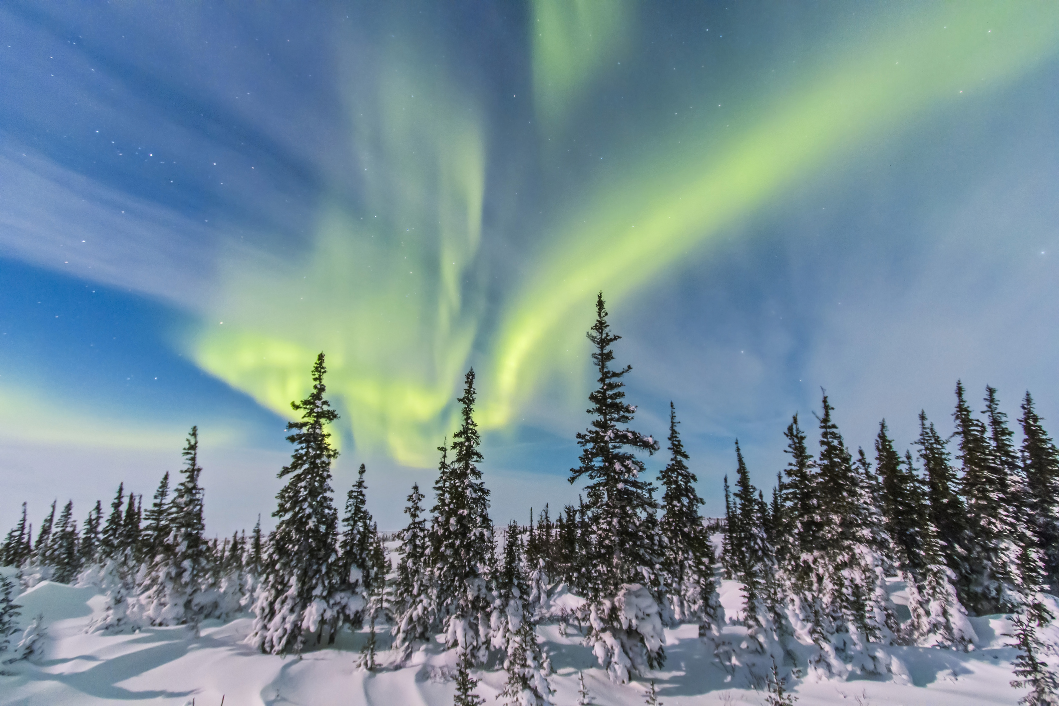Aurora borealis over the trees in Churchill, Manitoba, Canada