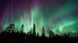 Aurora Borealis Over Trees