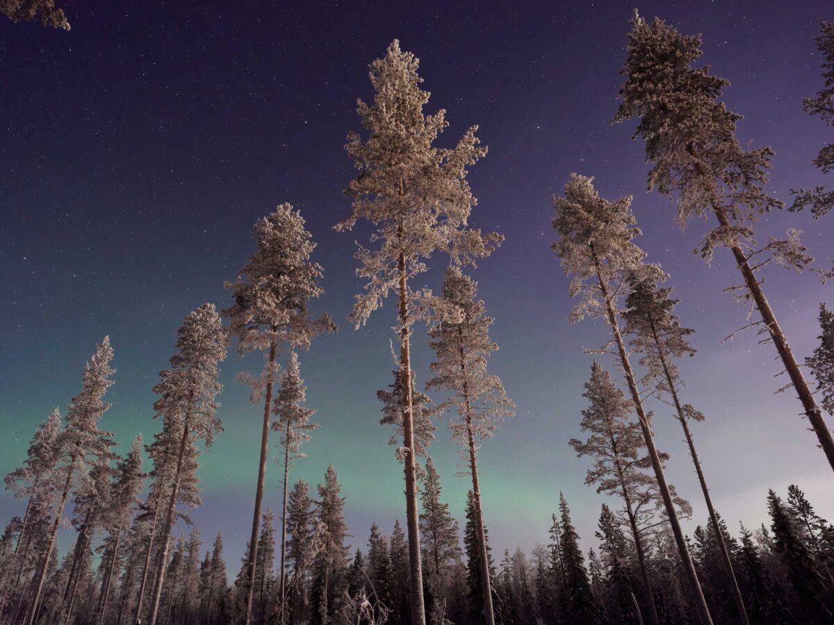 Aurora Through Trees