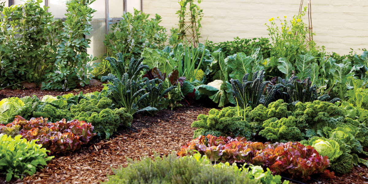 Cold Weather Vegetable Garden Cornerstone