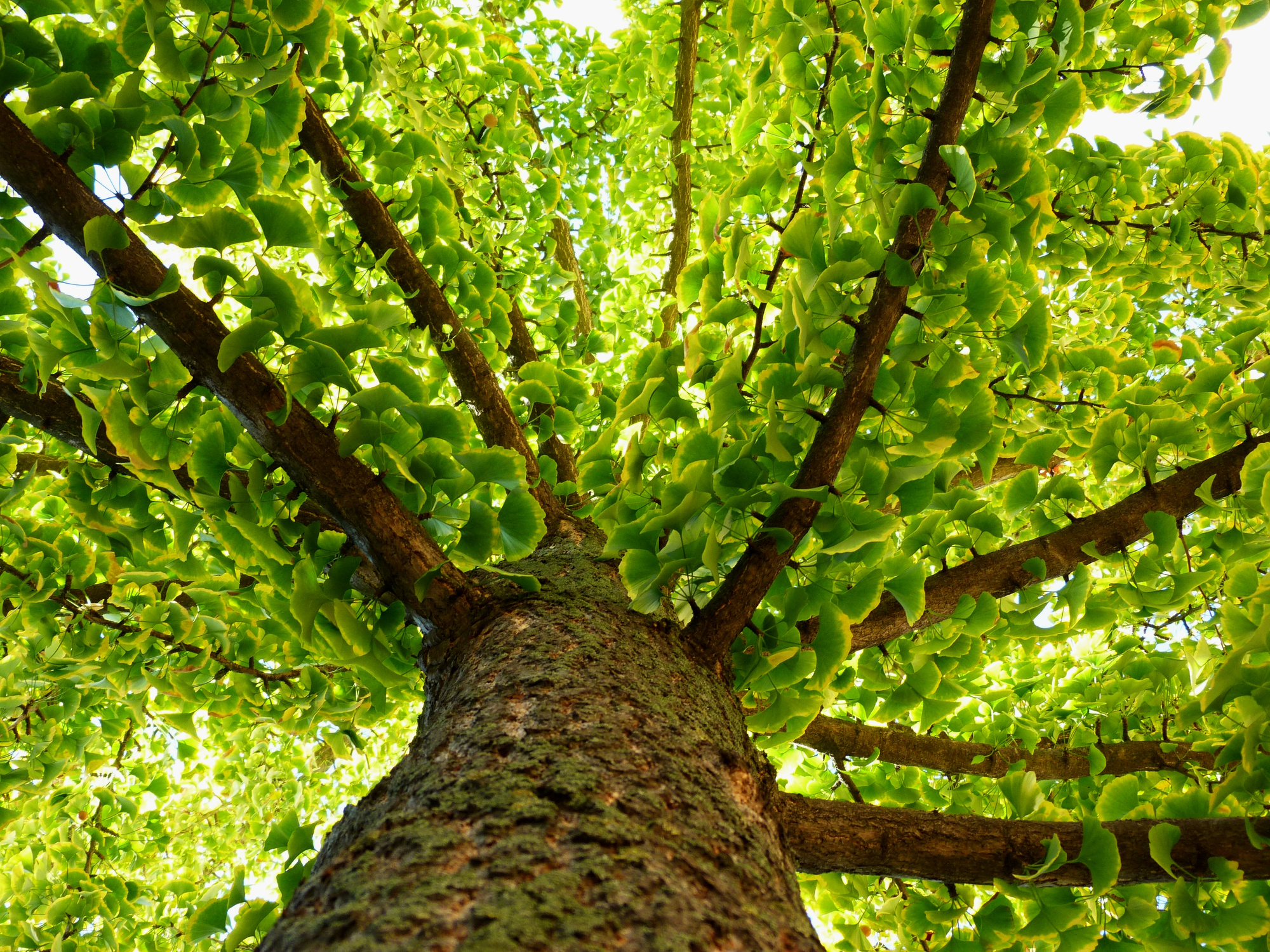 old trees gingko