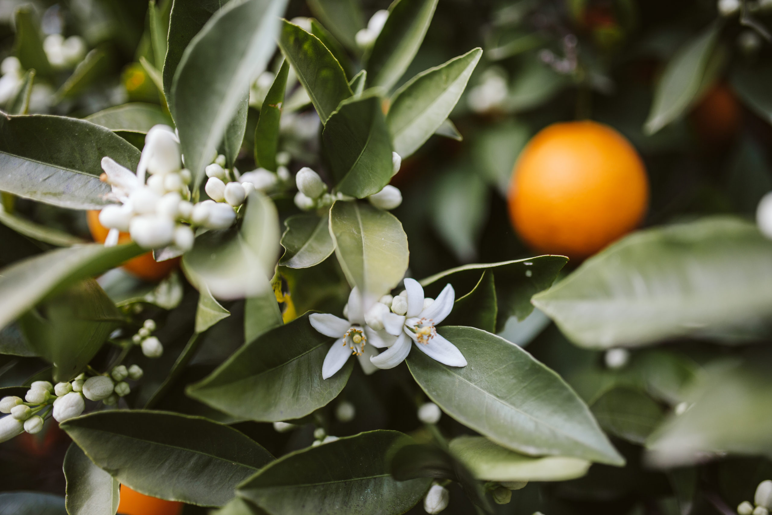 orange blossoms