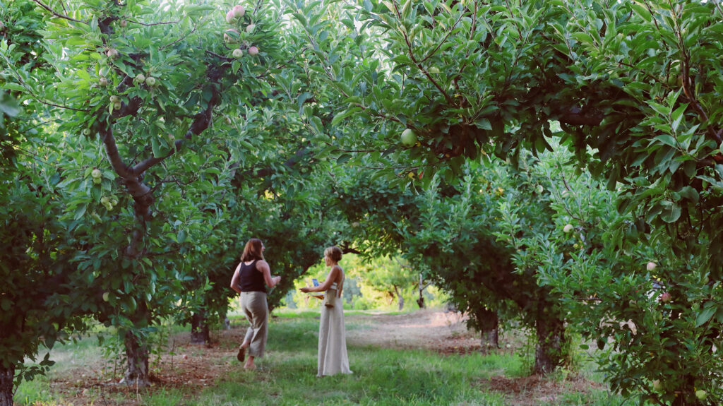 Orchard at Apple Lane
