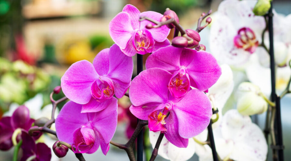 This Is the Secret to Getting Your Trader Joe's Orchid to Bloom Again
