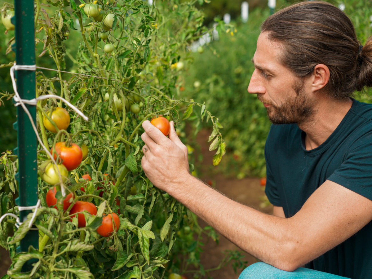 Jordan Hamilton with Tomato Plants