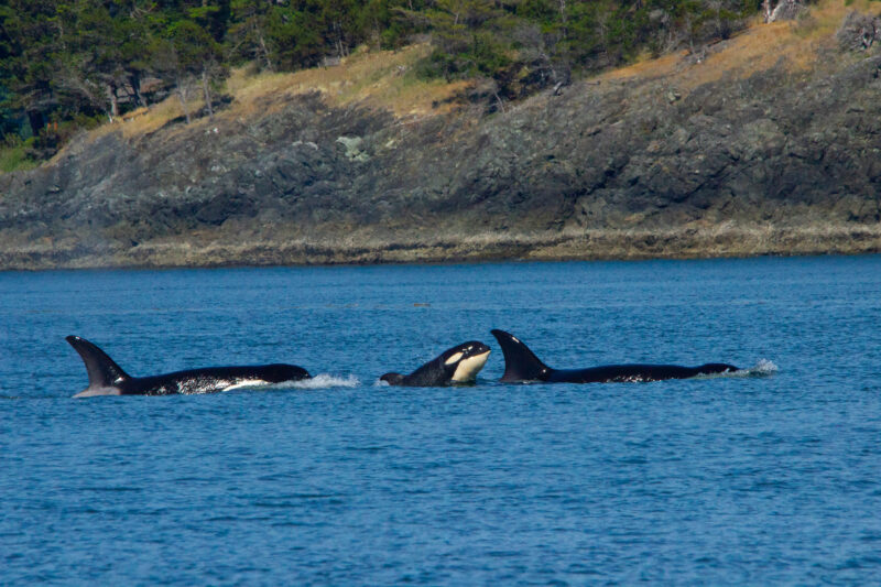 Outdoor Odysseys Whales