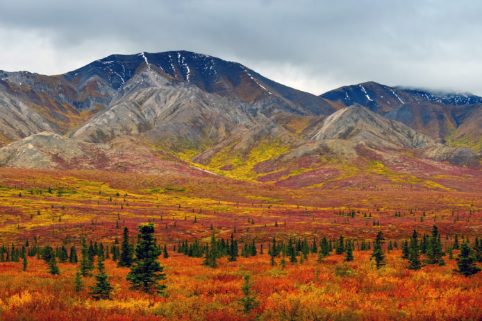 Denali National Park foliage against the mountains