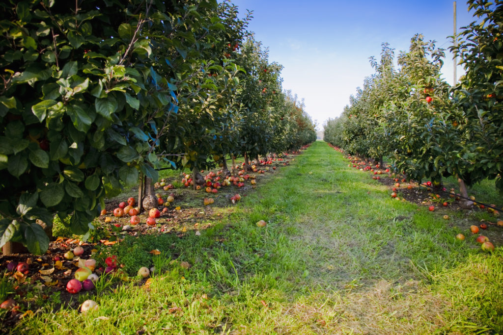 The Best Apple Picking Orchards in the West for Fall U-Pick - Sunset
