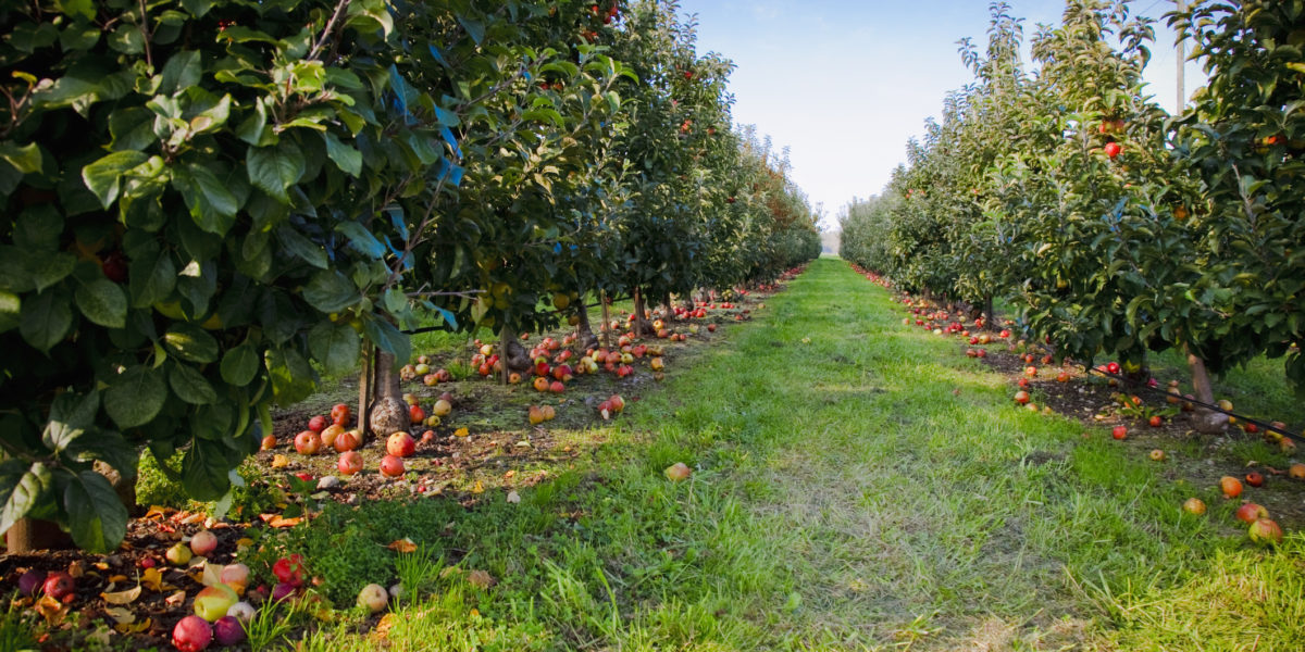 Washington's apple country orchards