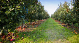 Washington's apple country orchards