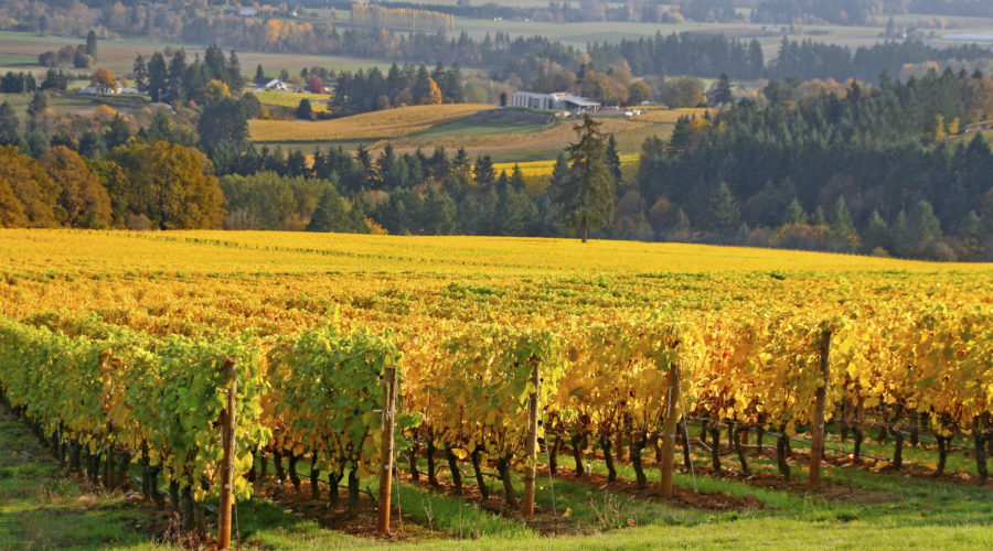 rows of grape vines in Autumn colors in the Willamette valley on a Pacific Northwest trip
