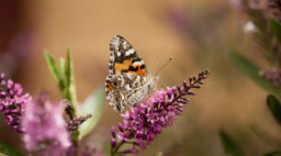 Painted Lady Butterfly on Flower