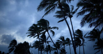 Palm Trees in Storm