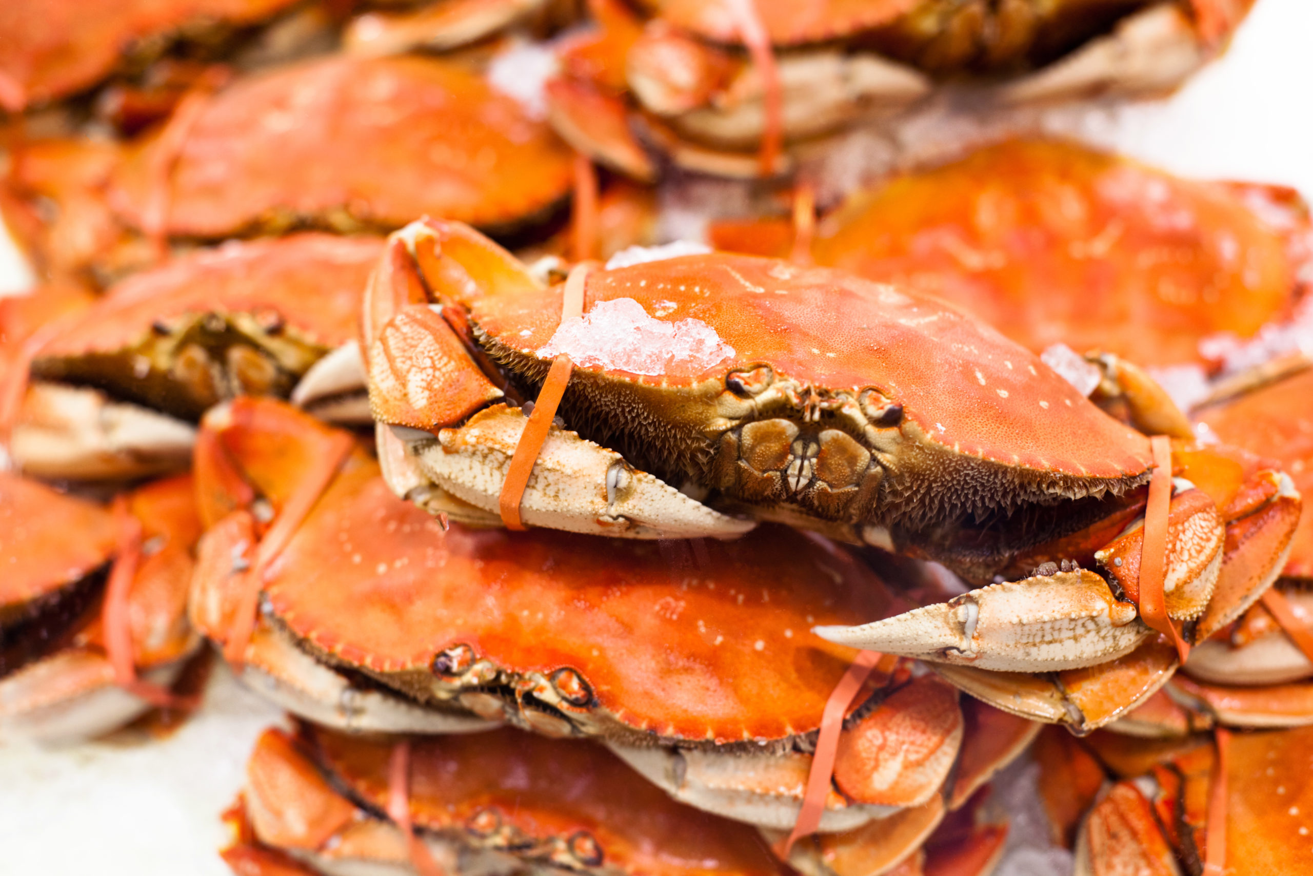 Dungeness Crab Season