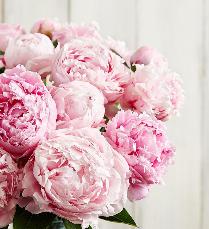 Peony 1-800-Flowers.com