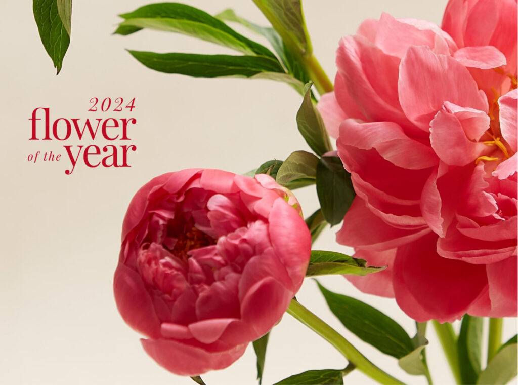 Peony 2024 Flower of the Year