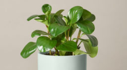 peperomia in light blue pot on table