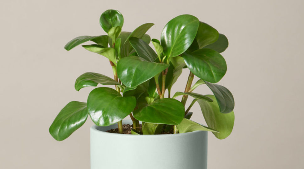 The Houseplant of 2022 Is Beginner-Friendly Peperomia. Here's Everything You Need to Know