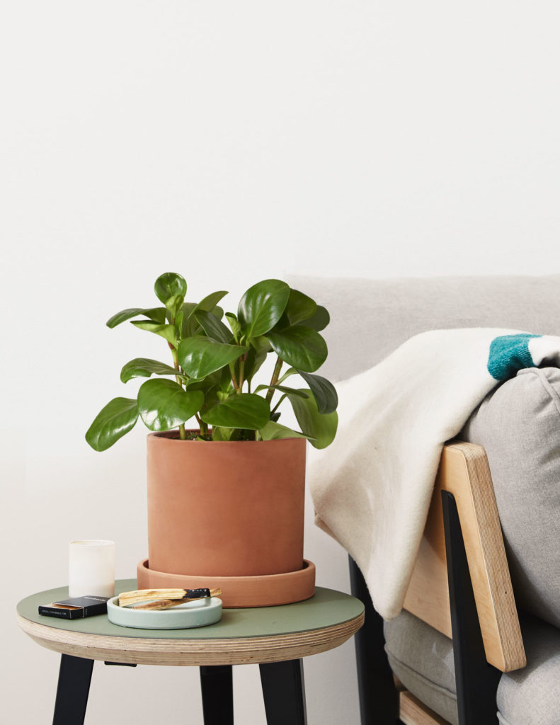 peperomia in red clay pot on side table next to couch