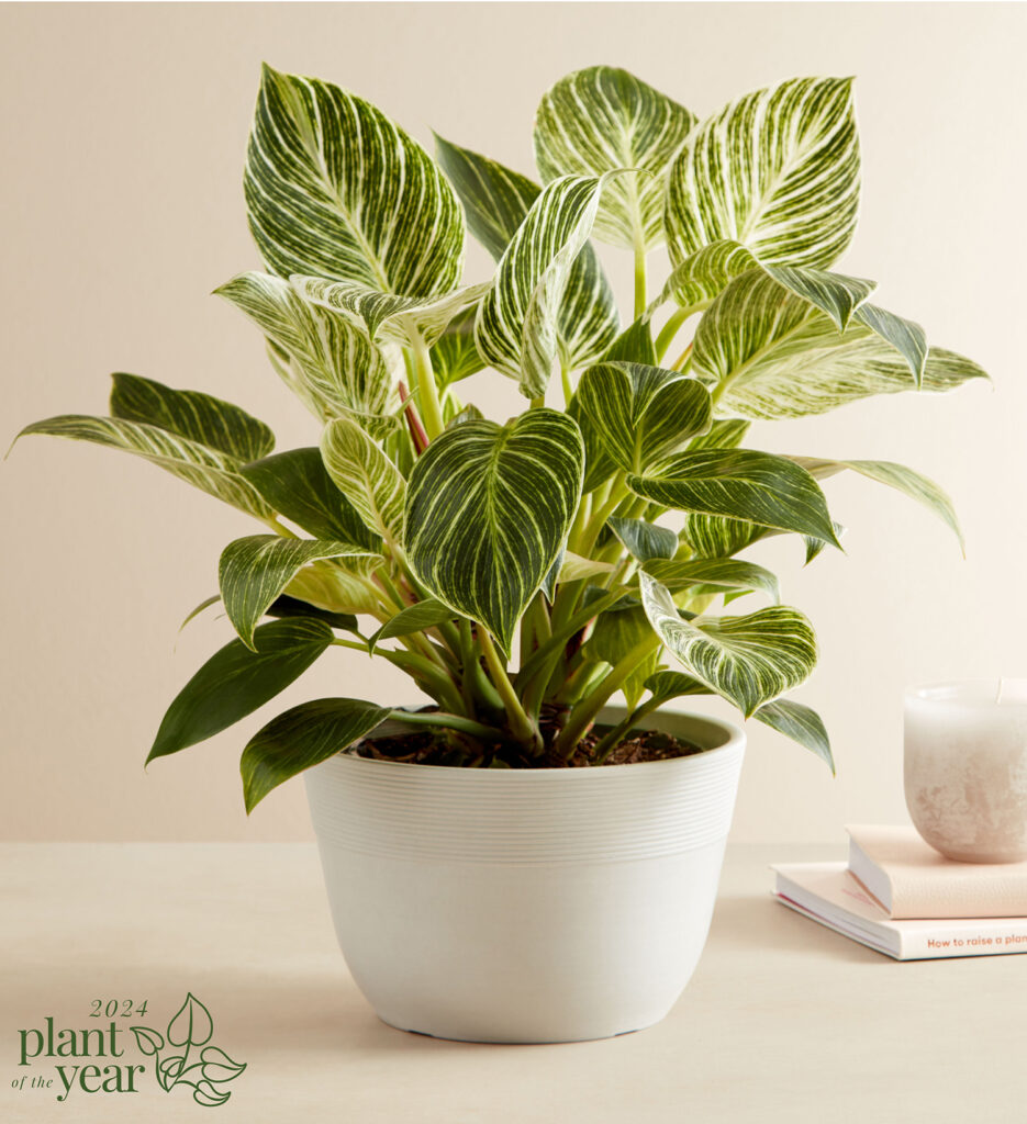 Philodendron 2024 Plant of the Year