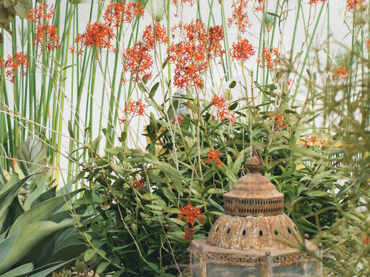 Plant Palettes with Presence