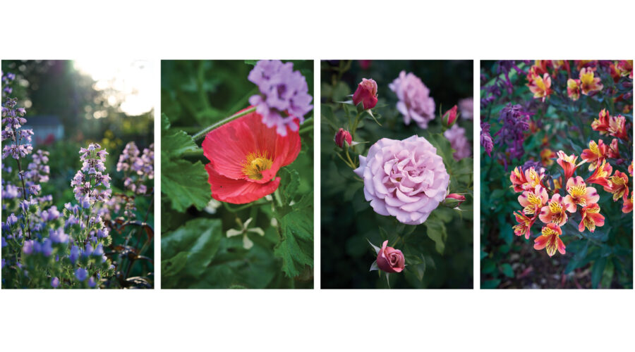 Flower Collage with Penstemon, Icelandic poppy, roses, and Alstroemeria