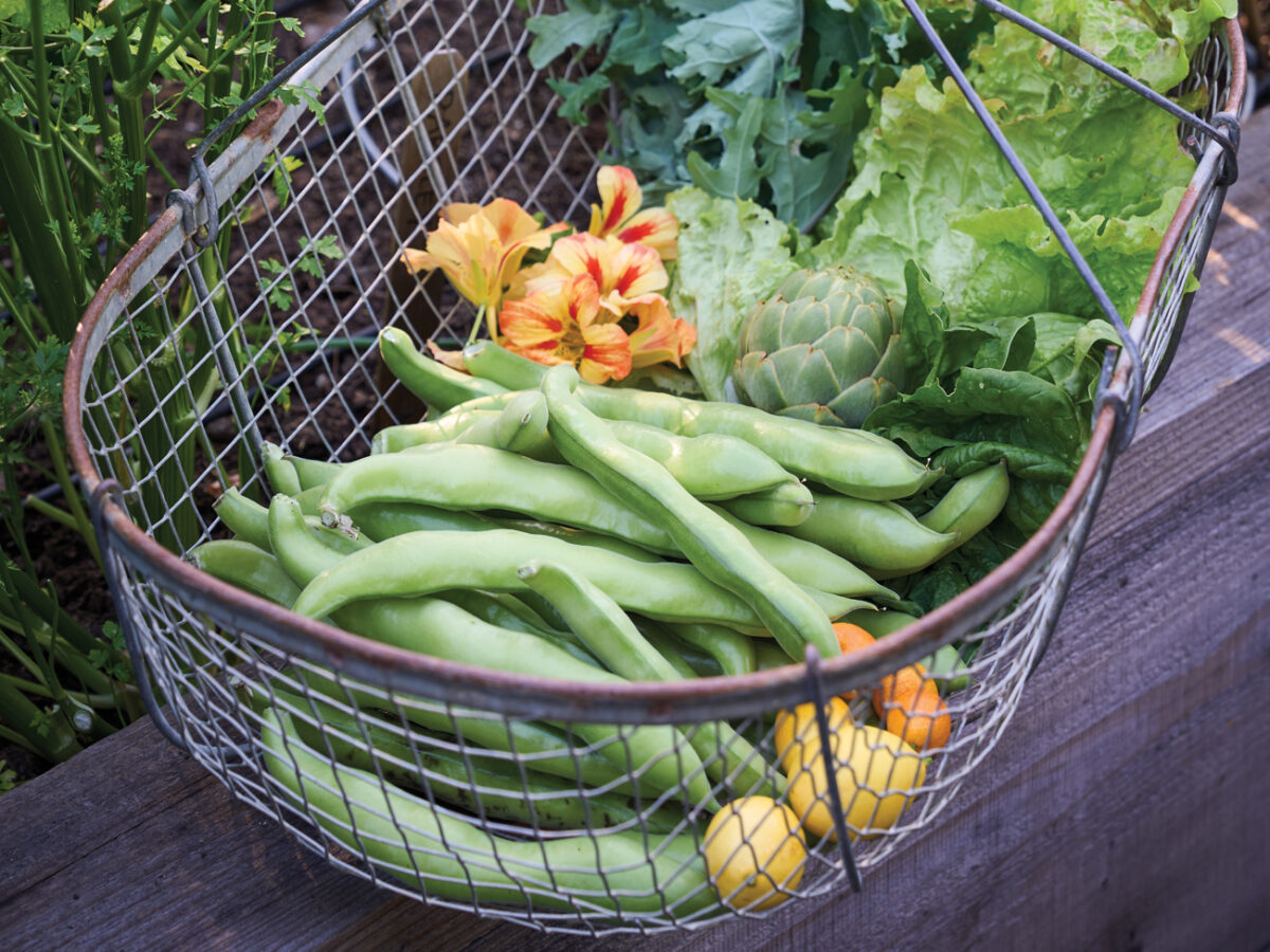 Garden Produce Basket