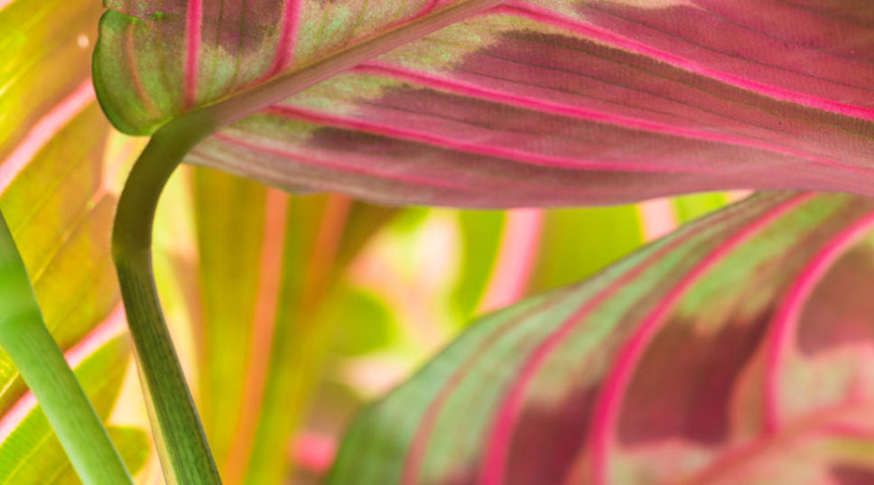 Think Pink with Instagram's Hottest Houseplants