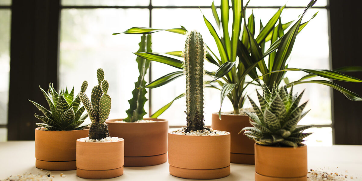 Artful Plant Grouping