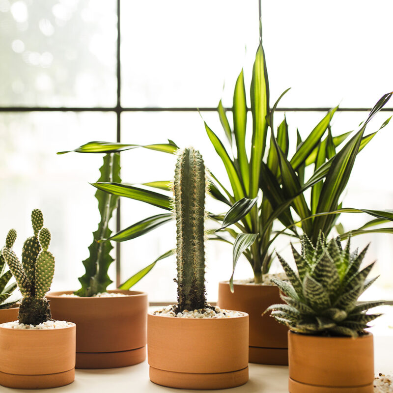 Insider Tricks from Plant Rental Experts for Gorgeous, Long-Lasting Houseplants