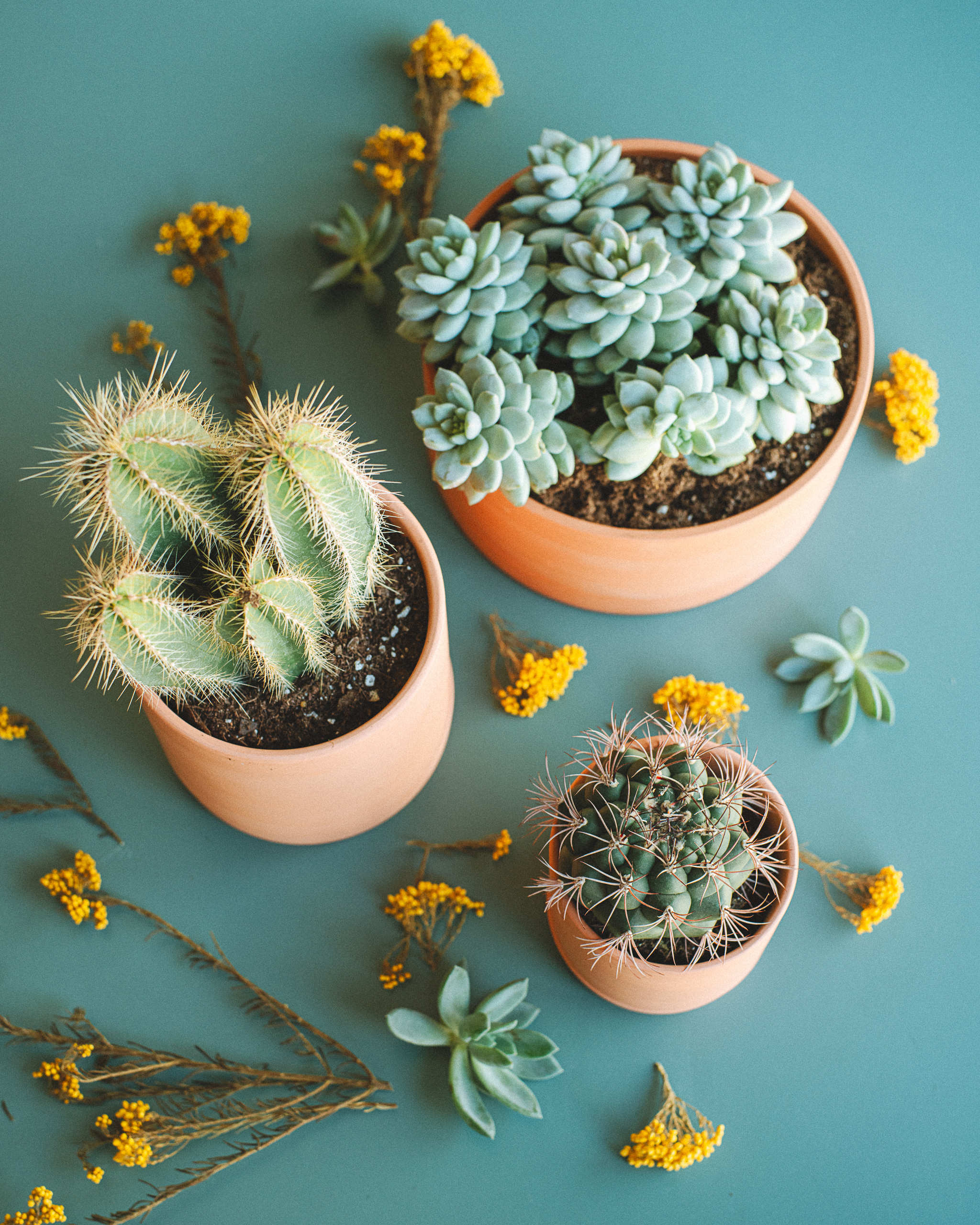 Sustainability in Planting