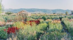 Flower Hat Farm Fields in Fall