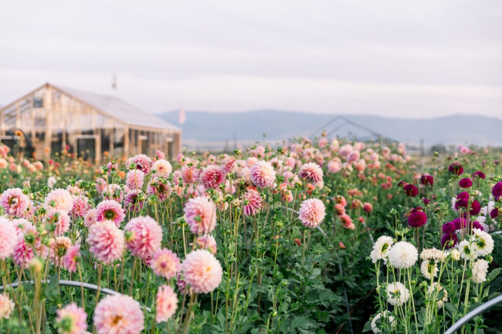 Flower Hat Farm Dense Blooms