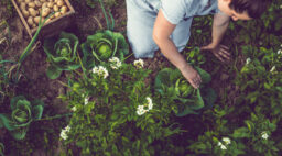 Planting Vegetable Garden