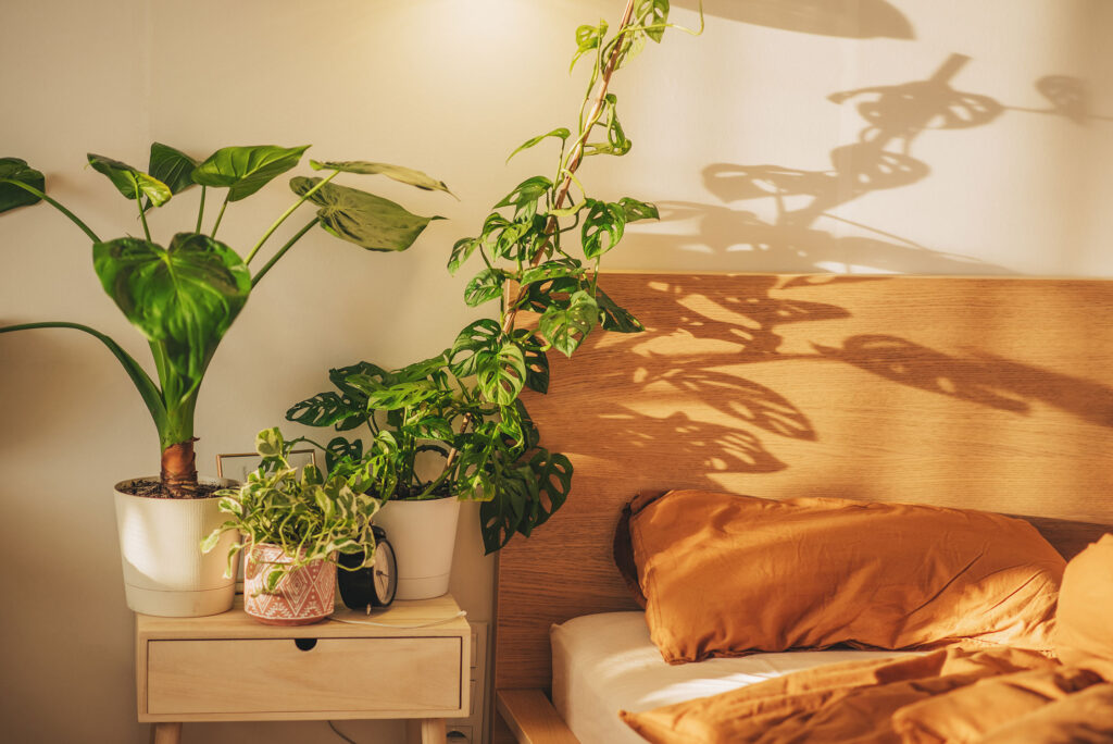 Plants in Bedroom