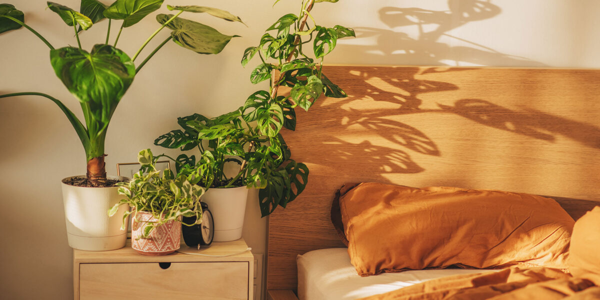Plants in Bedroom