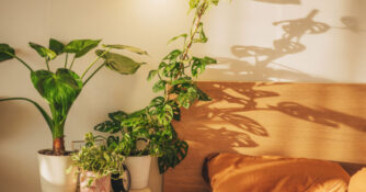 Plants in Bedroom