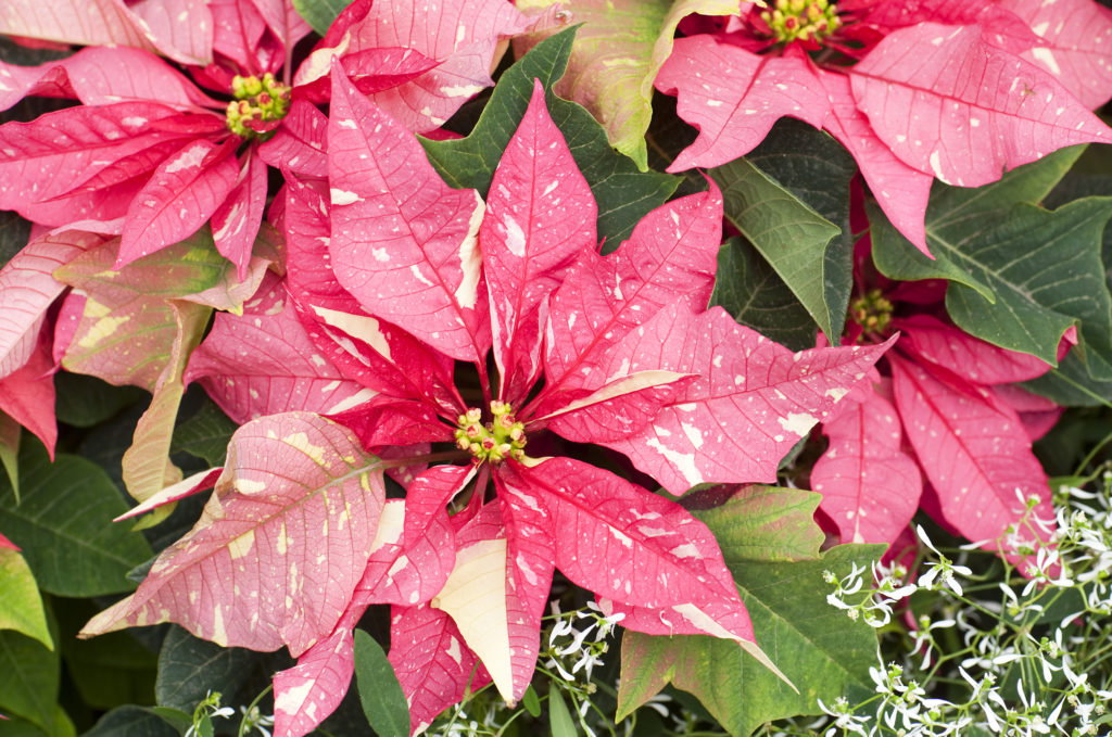 New Poinsettia Varieties to Keep Holiday Spirits Bright Sunset Sunset Magazine