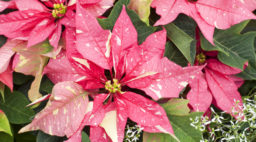 poinsettia varieties