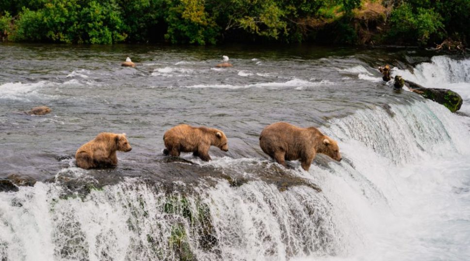 Seeing Bears at Katmai Park in Alaska Just Got a Whole Lot Easier and Safer–for You and the Bears