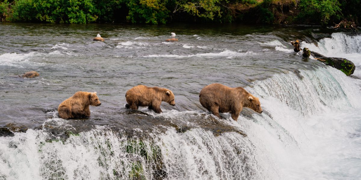 Which Brown Bear Was Named Alaska’s Fattest?