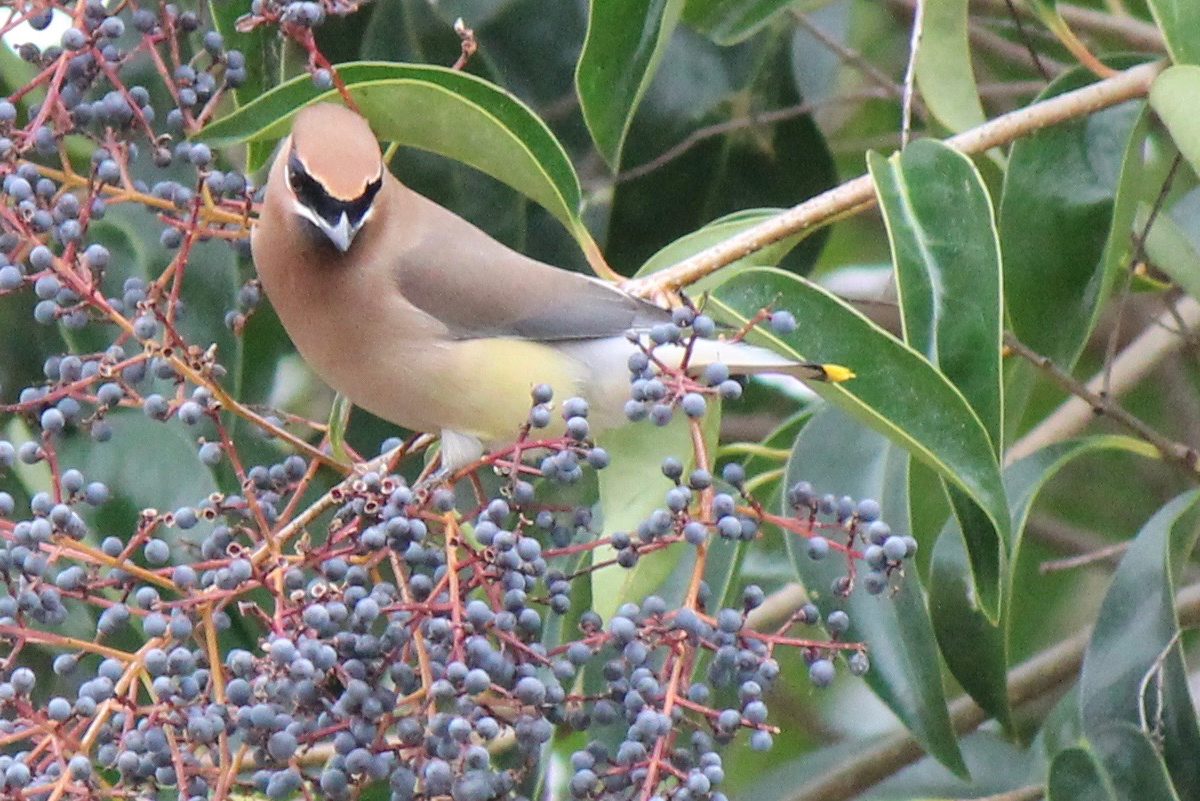 Cedar Waxwing