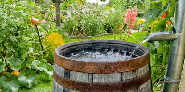 Here’s Everything You’ve Ever Wanted to Know About Saving Rainwater