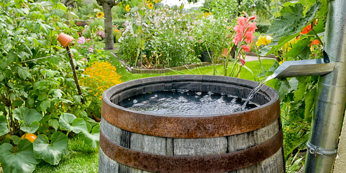 Rain Barrel Garden